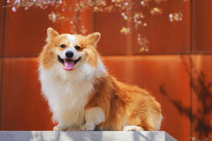 Look At This Young Welsh Corgi, So Full Of Curiosity And Life. Wallpaper