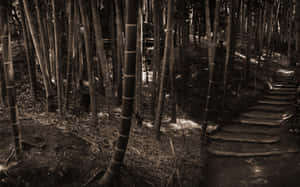 Lose Yourself In The Beauty Of The Bamboo Forest Wallpaper