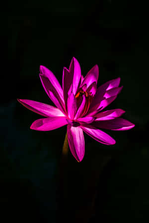 Lotus Black And Pink Flower Wallpaper