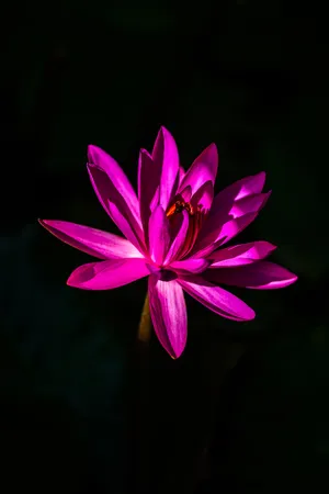 Lotus Black And Pink Flower Wallpaper