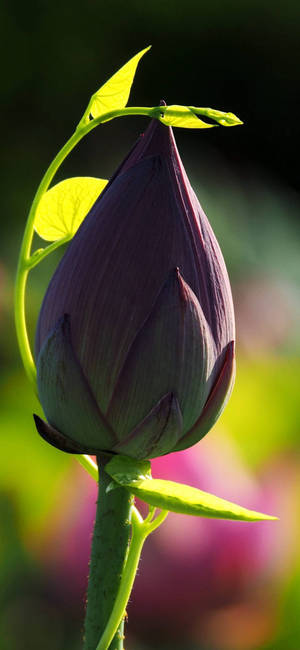 Lotus Bud Flower Phone Background Wallpaper