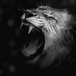 “loud, Bold, And Powerful - The Roaring Lion.” Wallpaper