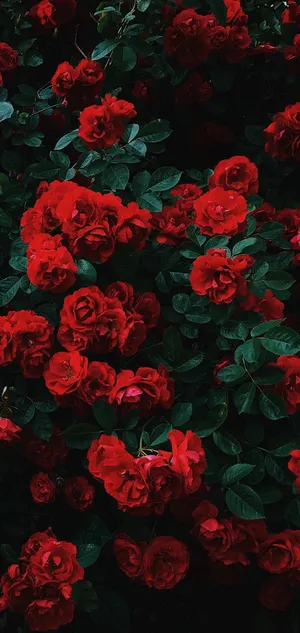 Love Is In The Air With This Big And Beautiful Cute Rose Wallpaper