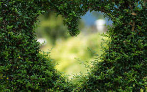 Love Nature Bush Wallpaper