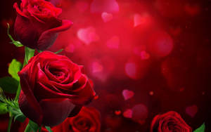 Love Rose Heart Backdrop Wallpaper