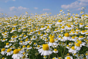 Lovely Chamomile Flower Field Wallpaper