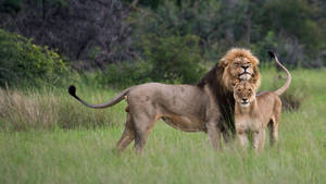 Lovely Lion Couple Wallpaper