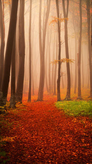 Lovely Misty Autumn Forest Iphone Wallpaper