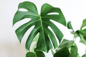 Lovely Monstera Plant Wallpaper