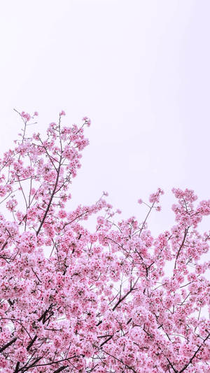 Lovely Spring Flower Iphone Wallpaper