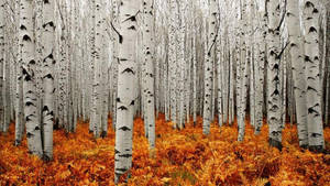 Lovely White Birch Tree Autumn Wallpaper