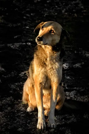 Loyal And Loyalty - Brown Dog Wallpaper