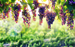 Luscious Grape Farm Wallpaper