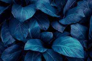 Lush Blue-green Leaves Wallpaper