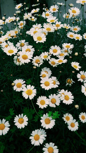 Lush Daisy Fields Phone Wallpaper