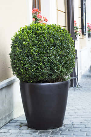 Lush Green Common Box Bush In A Black Pot Wallpaper