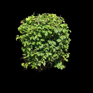 Lush Green Dendrolobium Bush In Minimalistic Setting Wallpaper