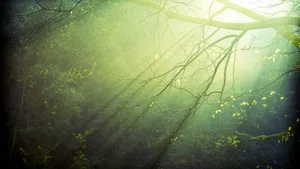 Lush Green Forest Pathway Wallpaper