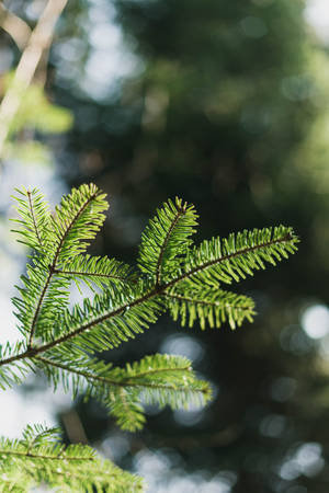 Lush Green Plant In Selective Focus Wallpaper