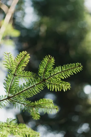 Lush Green Plant In Selective Focus Wallpaper