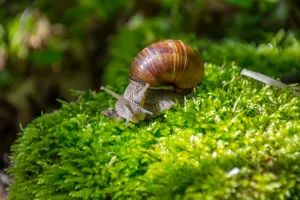 Lush Green Snail Wallpaper