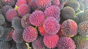 Lush Overripe Pulasan Fruits Wallpaper