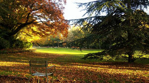 Luxembourg Gardens In Fall Wallpaper