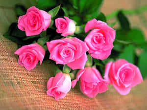 Luxurious, Beautiful Roses Vibrant In Color Wallpaper