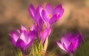 Luxurious Saffron Crocus Blooming At Dusk Wallpaper
