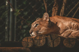 Lying Down Female Lion Desktop Wallpaper