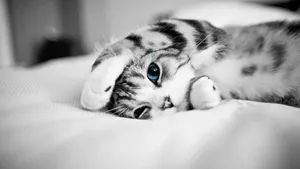 Lying In Bed Cute Cat Hd Wallpaper