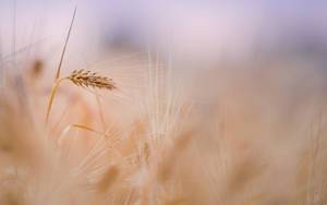 Macbook Air Wheat Wallpaper