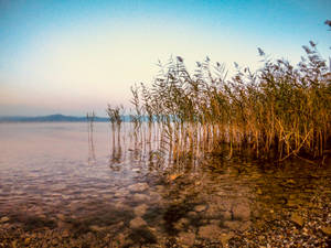Macedonia Lake Ohrid Grasses Wallpaper