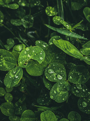 Macedonia Water Droplets On Leaves Wallpaper