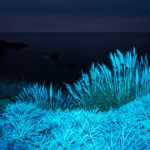 Macos Big Sur Blue Plants Wallpaper