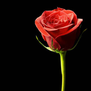 Macro Black Aesthetic Rose Wallpaper