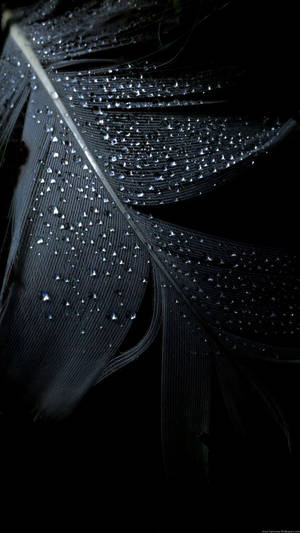 Macro Feather Pure Black Hd Phone Screen Wallpaper