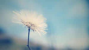 Macro Flower Off-white Dandelion Wallpaper