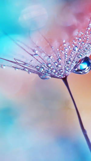 Macro Flower Petals Covered In Droplets Wallpaper