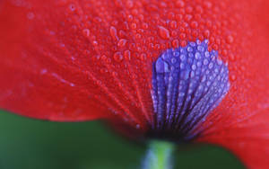 Macro Flower Red Petal Wallpaper