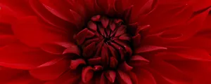 Macro Flower Red Ultra Wide Hd Wallpaper