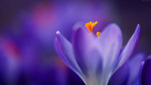 Macro Flower With Blurry Purple Petals Wallpaper