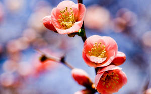 Macro Flower With Peach Petal Wallpaper