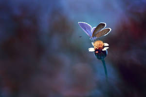 Macro Flower With Purple Butterfly Wallpaper