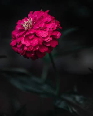 Macro Photography Focus Zinnia Flower Wallpaper