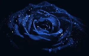 Macro Rose Aesthetic Dark Blue Hd Wallpaper