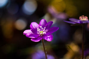 Macro Shot Of Purple Flower Wallpaper