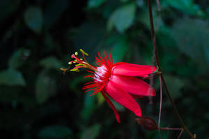 Macro Shot Of Red Flower Wallpaper