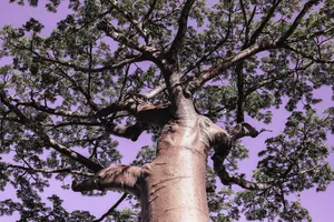 Madagascar Tree Wallpaper