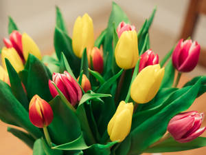 Magenta And Yellow Tulips Wallpaper